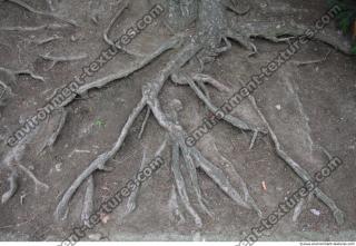 Photo Texture of Roots 0002